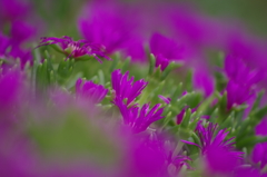 紫のお花