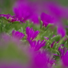 紫のお花