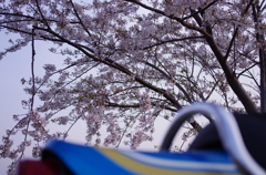 バイクとさくら