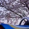 バイクとさくら