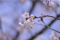 ほのかに