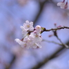 ほのかに