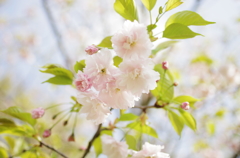 鎌足桜