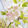 鎌足桜