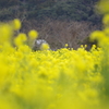 絨毯
