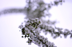 おうちの花