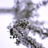 おうちの花