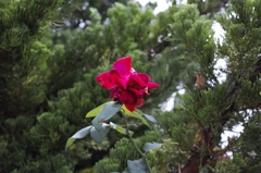 一応薔薇ですけど