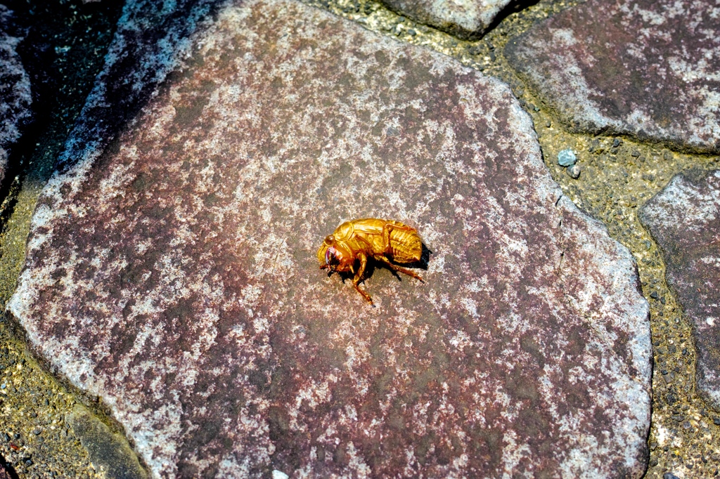 抜けたから