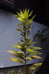 雑草という名の草は無い