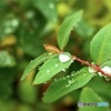 drop