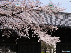 上野の黒門の桜