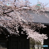 上野の黒門の桜