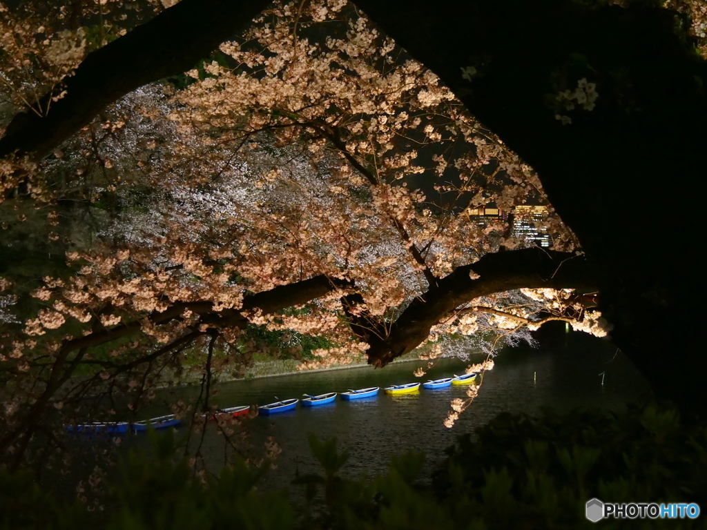 千鳥ヶ淵の桜-1