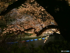 千鳥ヶ淵の桜-1