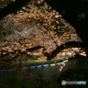千鳥ヶ淵の桜-1
