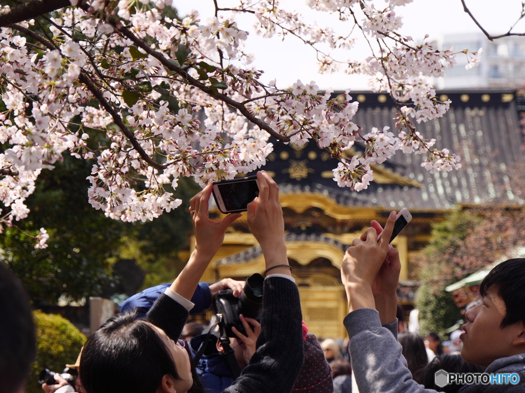 上野東照宮の桜