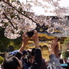 上野東照宮の桜