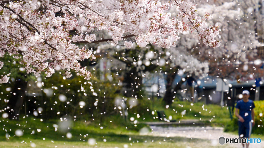 舞桜