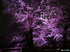 千鳥ヶ淵の桜-2