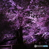 千鳥ヶ淵の桜-2