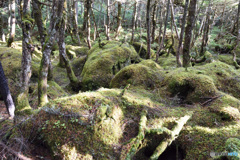 妖精の森