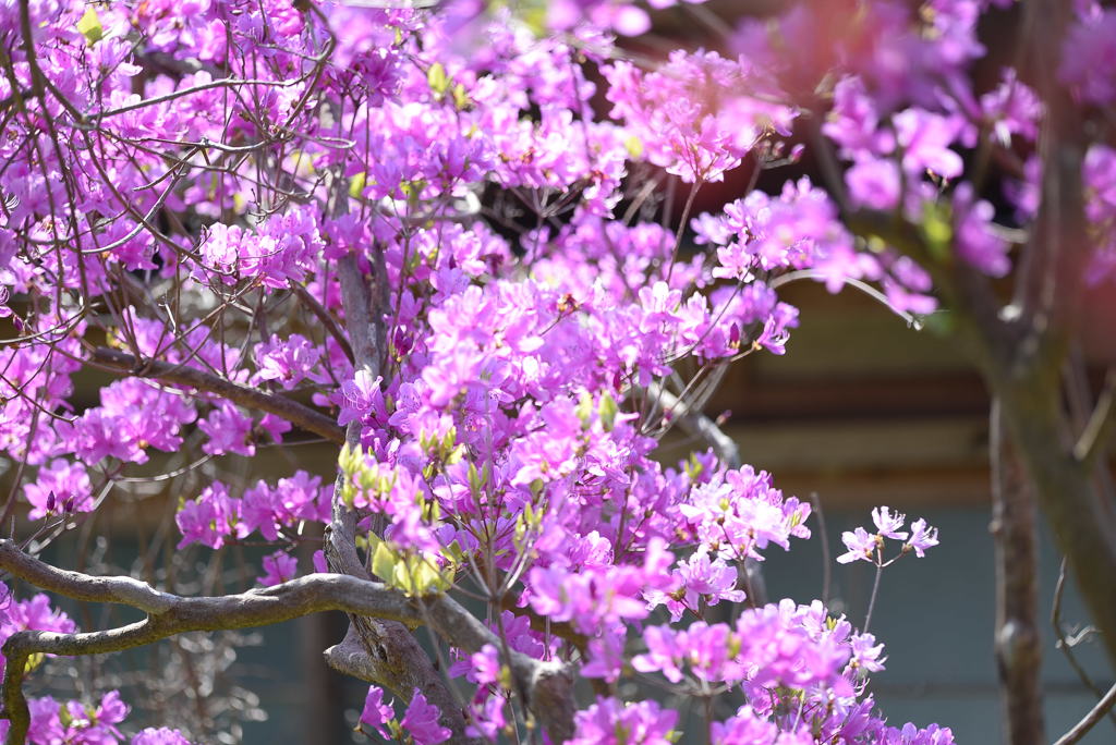 春色に花めく