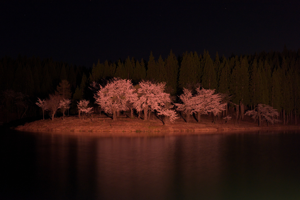 中子の桜宵の口