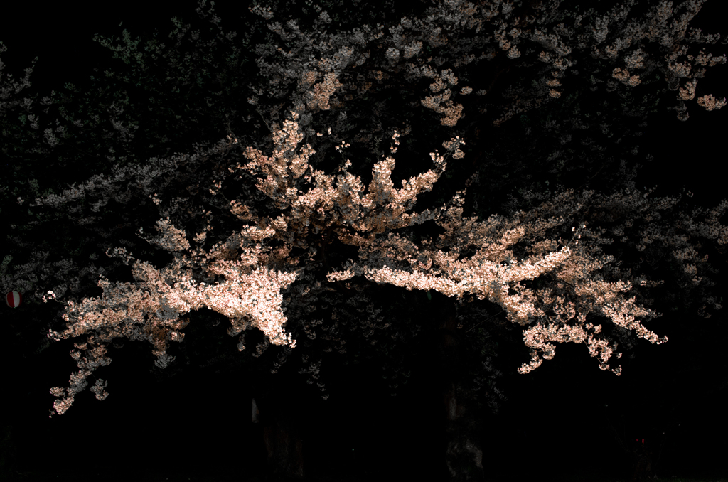 暗がりの中の桜