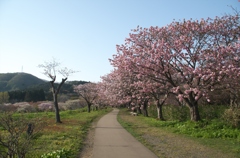 桜並木