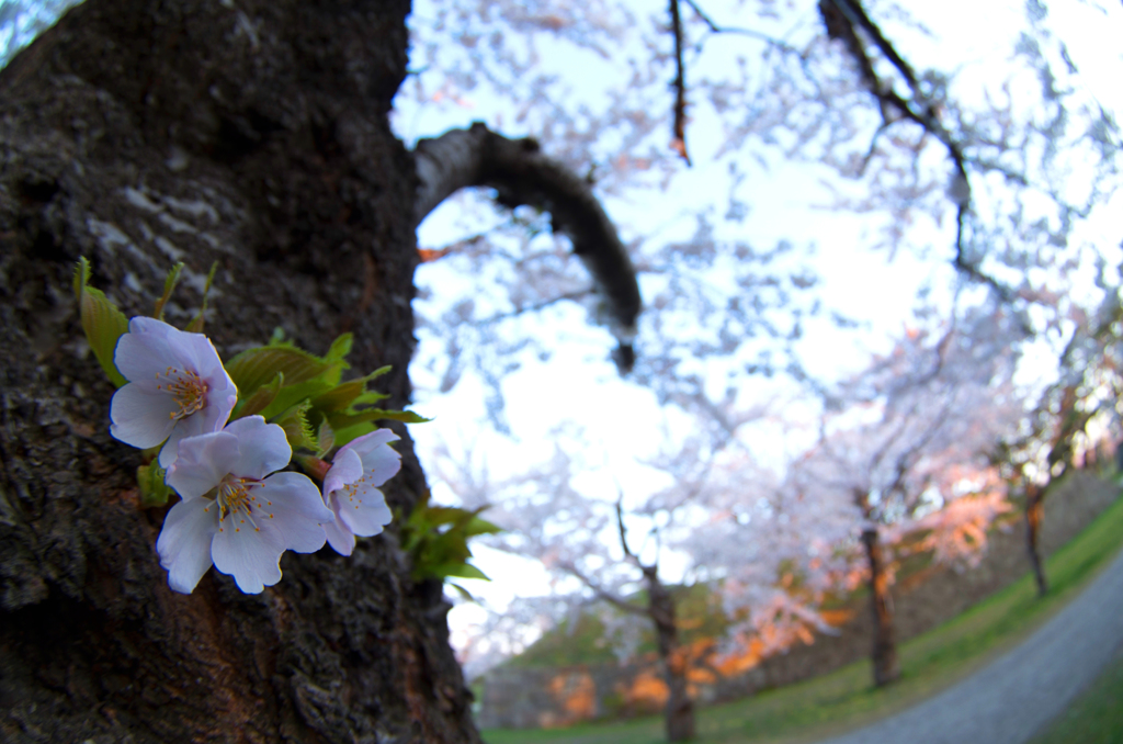 幹に咲く桜