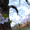 幹に咲く桜