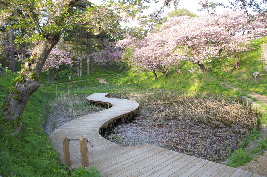 沼際の桜