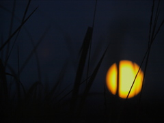 月の秋　　十五夜