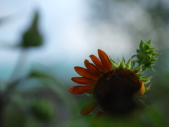 夏の果て