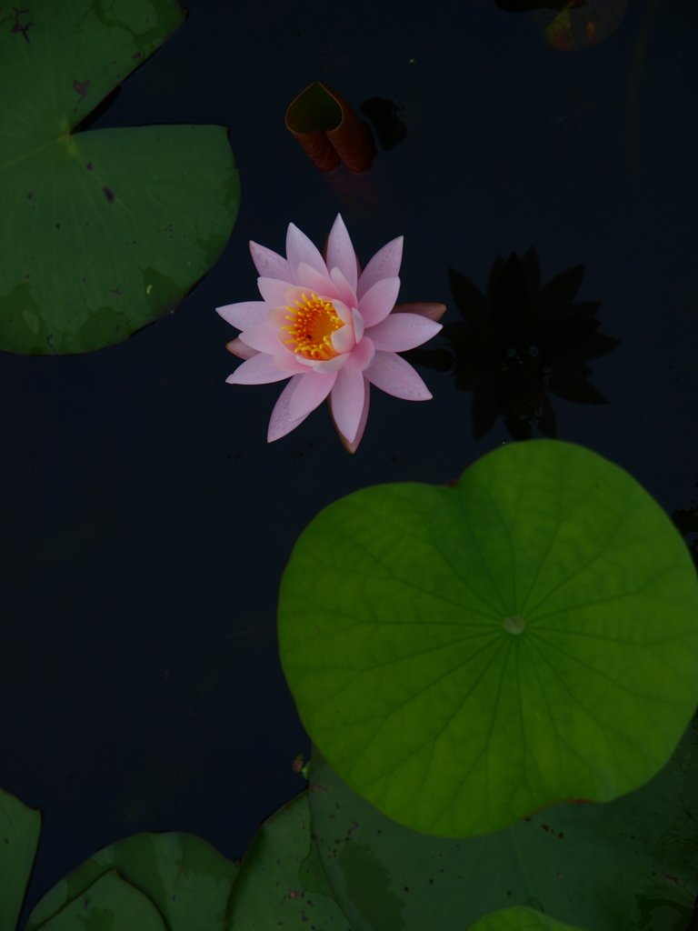 水鏡