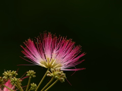 くれなゐー合歓の花