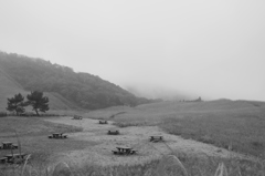 霧のすすき草原