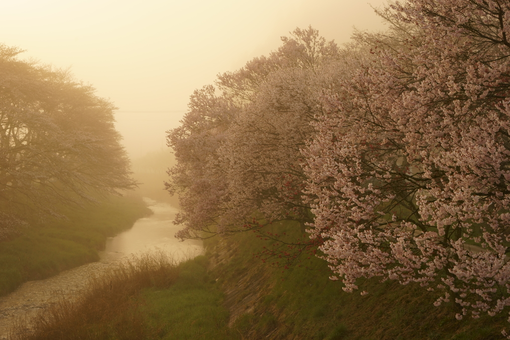 石川桜谷寸景1