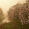 石川桜谷寸景1