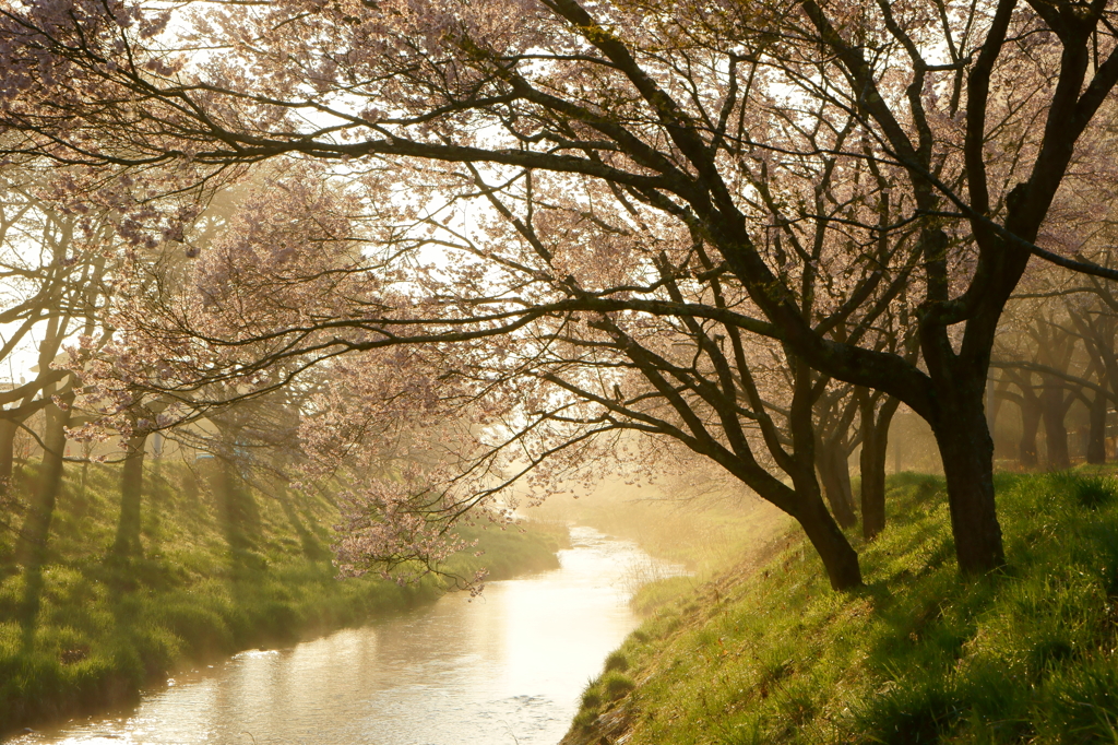 石川桜谷寸景2