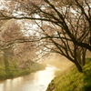 石川桜谷寸景2