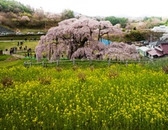 滝桜