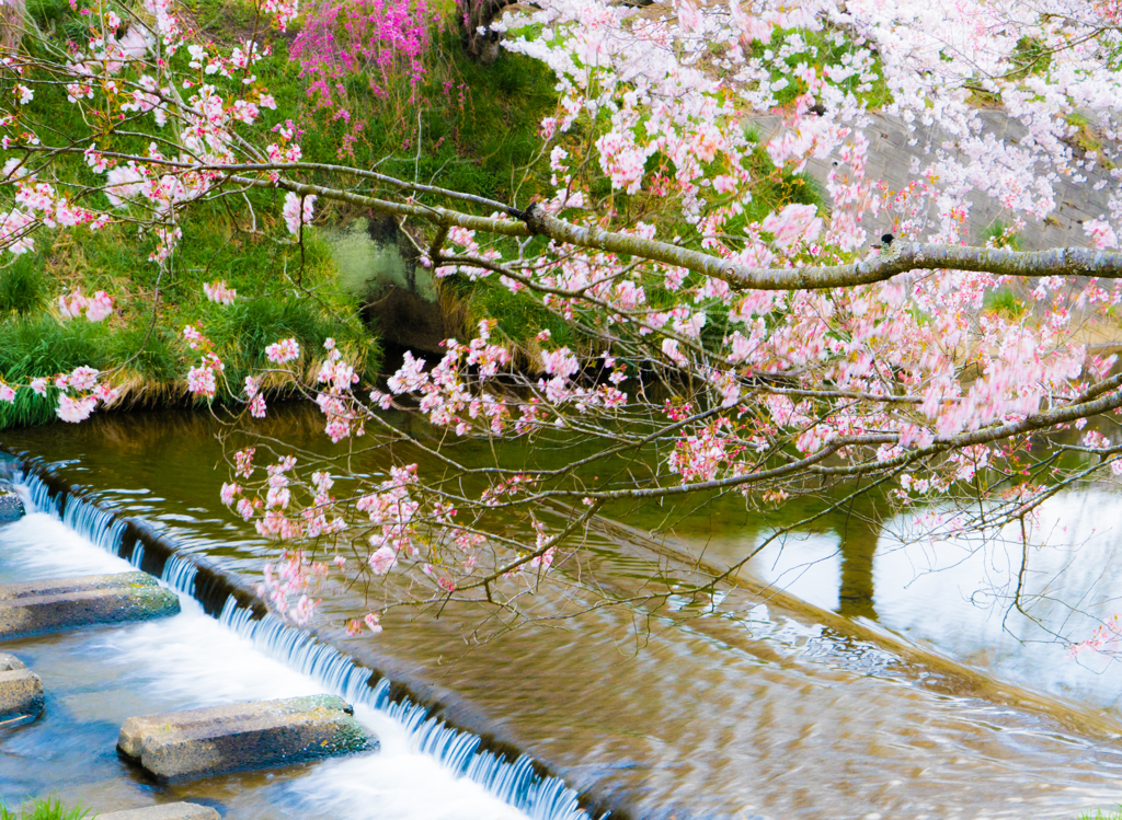 私の町の桜（写真は２０１６）来週中頃が見頃かな
