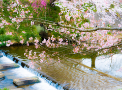 私の町の桜（写真は２０１６）来週中頃が見頃かな