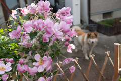 秋の花と愛犬
