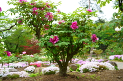 DSC01784
