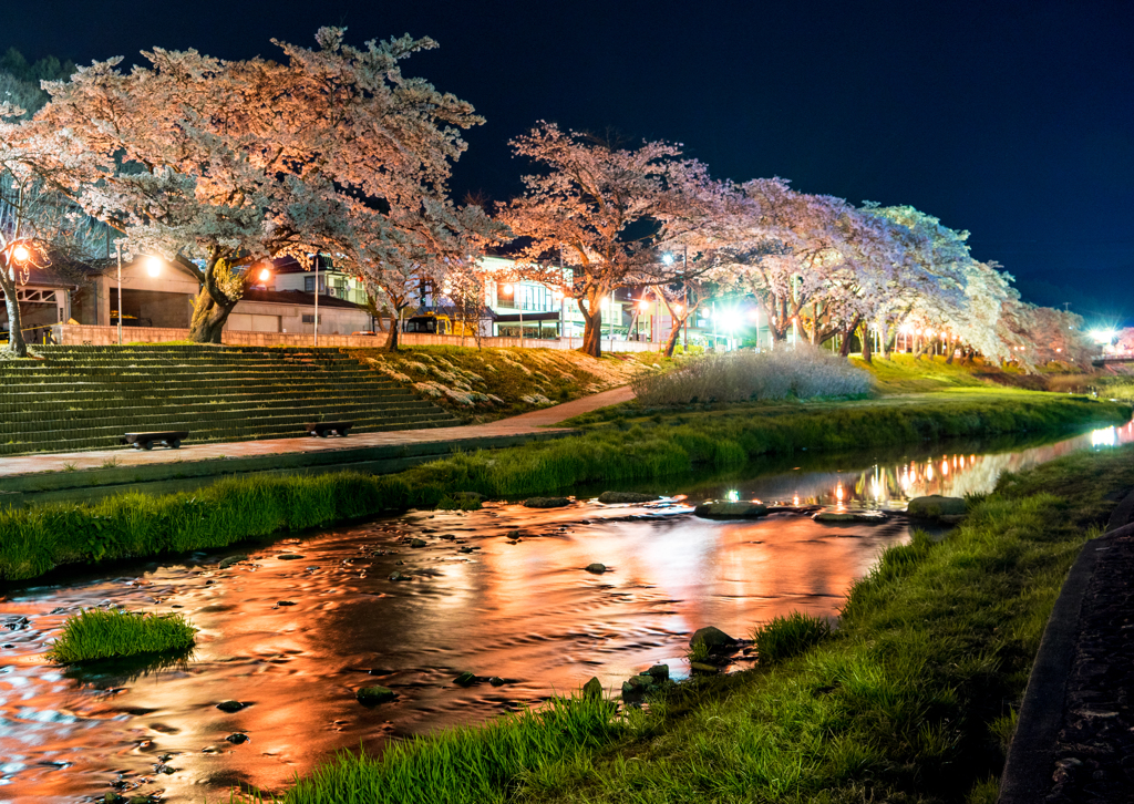 私の町の夜桜参