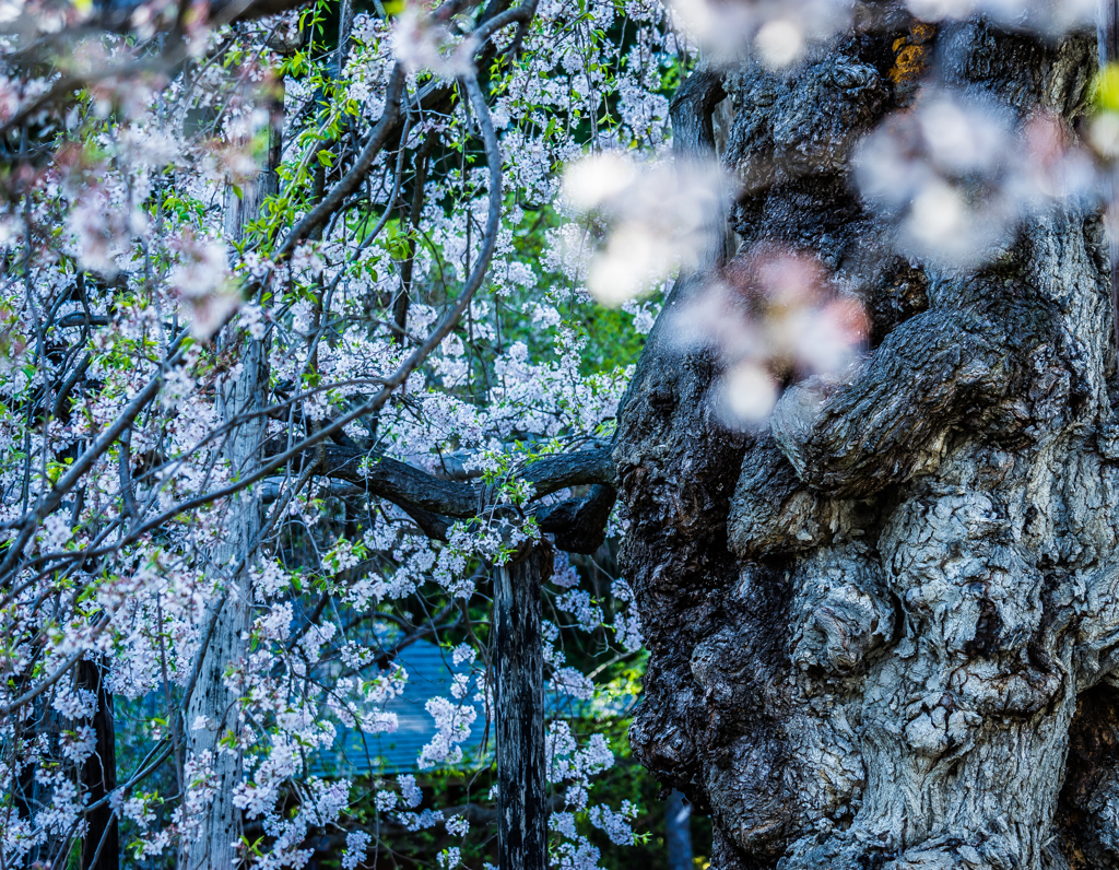 終焉桜