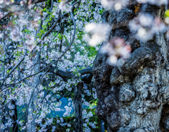 終焉桜